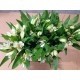 ALSTROEMERIA NAC EX BLANCA