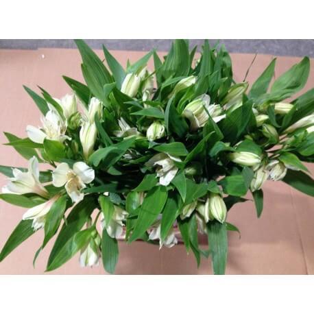 ALSTROEMERIA NAC EX BLANCA