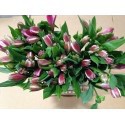 ALSTROEMERIA NAC EX FUCSIA