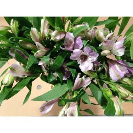 ALSTROEMERIA NAC EX LILA