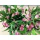 ALSTROEMERIA NAC EX ROSA