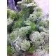 AMMI MAJUS