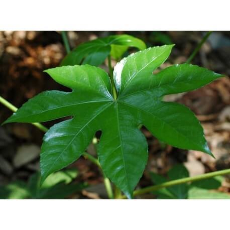 ARALIA MEDIANA 40 CM