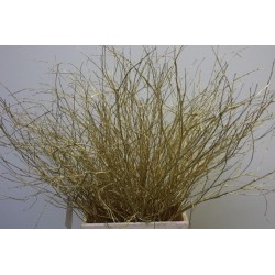 BERK ORO 60 CM 