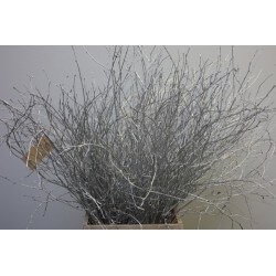 BERK PLATA 60 CM 