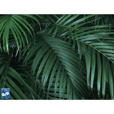CATPALM 60 CM 