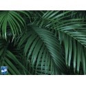 CATPALM 60 CM 