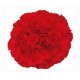 CLAVEL COLOMBIANO FANCY ROJO