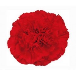 CLAVEL COLOMBIANO FANCY ROJO