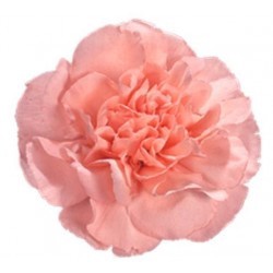 CLAVEL COLOMBIANO FANCY ROSA