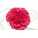 CLAVEL COLOMBIANO FANCY FUCSIA