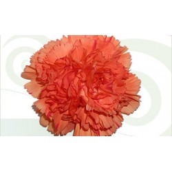CLAVEL COLOMBIANO FANCY NARANJA