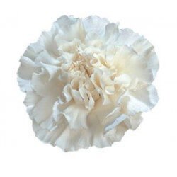 CLAVEL COLOMBIANO SELECT BLANCO