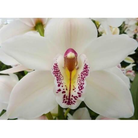 CYMBIDIUM BLANCO EX 80 CM