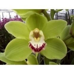 CYMBIDIUM VERDE EX 80 CM