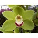 CYMBIDIUM VERDE EX 80 CM