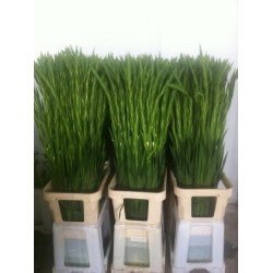 GLADIOLO BLANCO (100 CM)