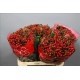 HYPERICUM ROJO 50/60 CM