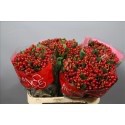 HYPERICUM ROJO 50/60 CM