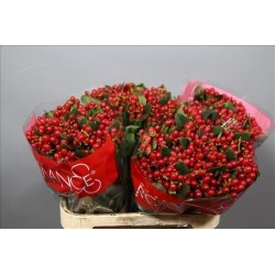 HYPERICUM ROJO 40 CM