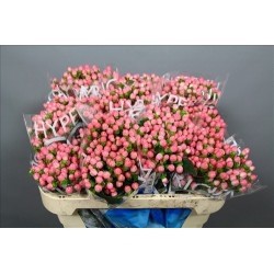 HYPERICUM ROSA 50/60 CM