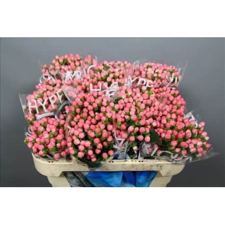 HYPERICUM ROSA 50/60 CM