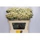 HYPERICUM BLANCO 50/60 CM