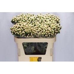 HYPERICUM BLANCO 50/60 CM