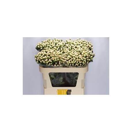 HYPERICUM BLANCO 50/60 CM