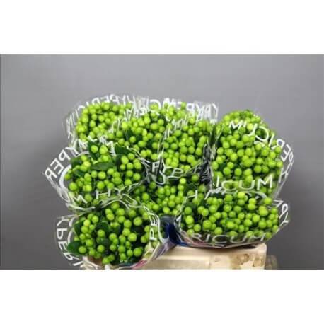 HYPERICUM VERDE 50/60 CM X25
