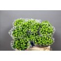 HYPERICUM VERDE 50/60 CM X25