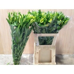 LILIUM L.A. AMARILLO 1ª [2/3 FL]