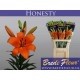 LILIUM L.A. NARANJA 1ª [2/3 FL]