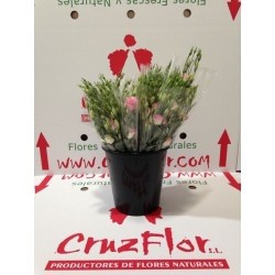 LISIANTHUS DOBLE FILO ROSA 1ª