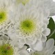 MARGARITA BLANCA RADOTS