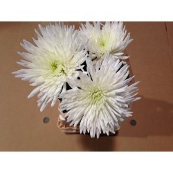 MARGARITA NACIONAL DELISTAR BLANCO