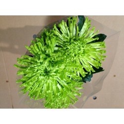 MARGARITA NACIONAL DELISTAR VERDE