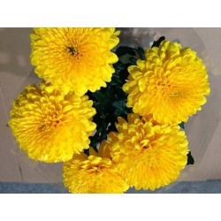 MARGARITA NACIONAL PIMPOM AMARILLO