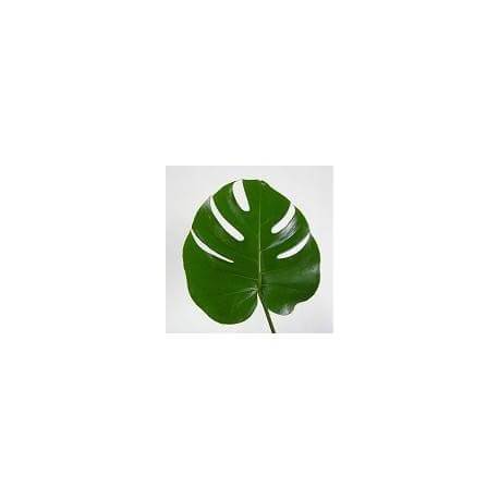 MONSTERA 35 CM (mediana)