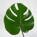 MONSTERA 35 CM (mediana)