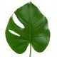 MONSTERA 30 CM (pequeña) 