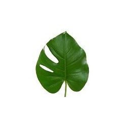 MONSTERA 30 CM (pequeña) 