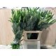LILIUM ORIENTAL ROSA [3/5 FL] NAC