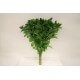 RUSCUS NACIONAL 80 CM