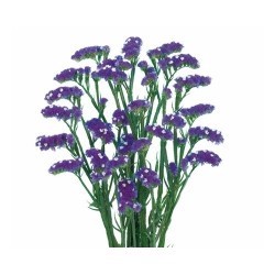 STATICE AZUL OSCURO EX