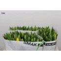 TULIPAN HOL AMARILLO