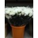 CLAVEL NACIONAL BLANCO 1ª