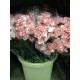 CLAVEL NACIONAL BICOLOR ROSA 1ª