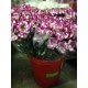 CLAVEL NACIONAL BICOLOR LILA 1ª