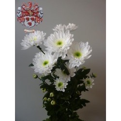 MARGARITA HOLANDA RADOTS BLANCA